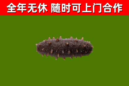 昌吉州烟酒回收干海参.jpg